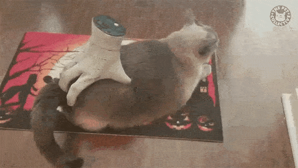 最高高橋李依 Gif アニメ画像について 最高高橋李依 Gif アニメ画像について
