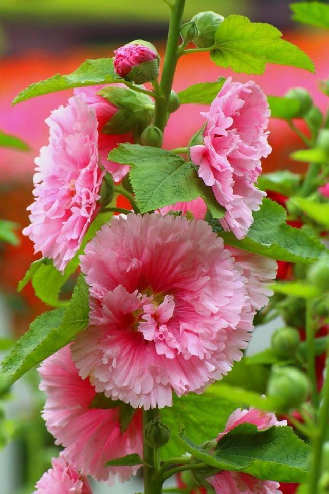 这花开花量真大一根枝条五六朵花大家叫它蜀葵花色应有尽有