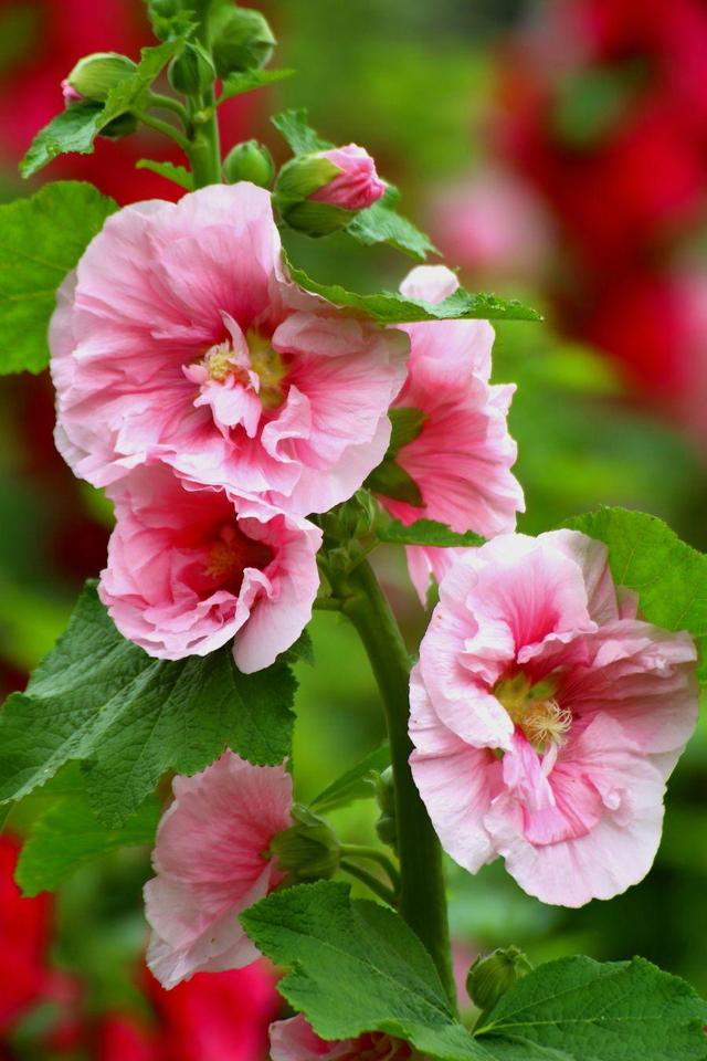 这花开花量真大一根枝条五六朵花大家叫它蜀葵花色应有尽有