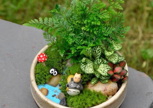 迷你小花园,花园里的"微景观",学会养苔藓,还你一个童话梦