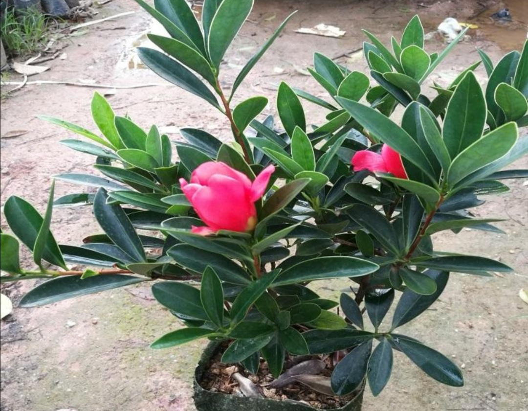 茶花树怎么养才长得好(茶花树怎么养才长得好呢)