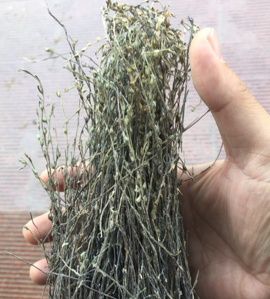 独脚金|野草|农民_新浪新闻