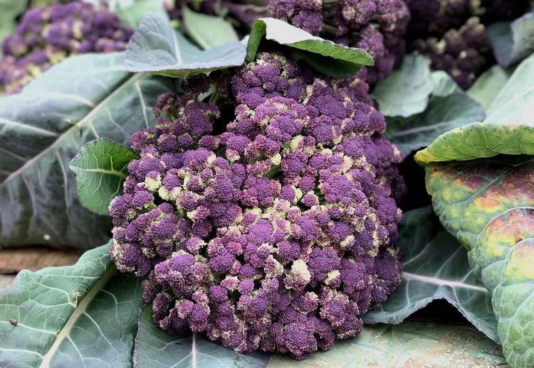 集市首现紫色花菜无人敢买 姑娘一语道破后 分分钟被抢购完 花菜 大姐 紫色 新浪新闻