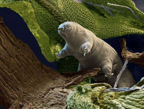 水熊虫在极为恶劣的外星环境中为何也能生存