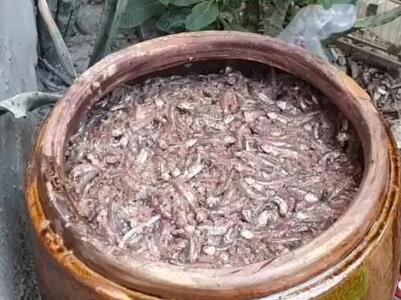 传统的美味鱼露是这样做的不洗也不杀直接扔缸里两月后开缸