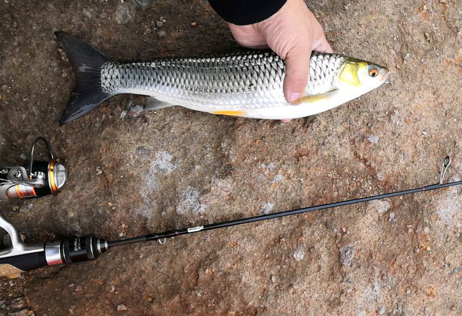 俗称红眼鳟,赤眼鲮,红眼鱼,红眼睁子,野草鱼,红眼草鱼,红眼马郎,马浪