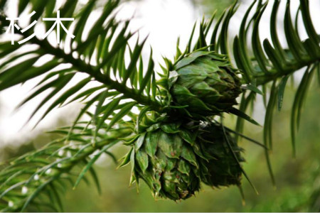 柳杉和杉木应该如何区别?