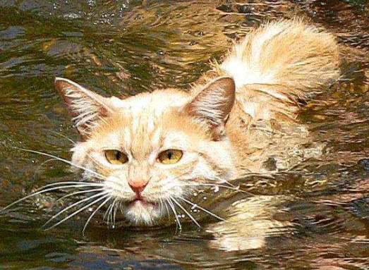 梦见像人一样的猫在水下游泳,探索梦境中的神秘与寓意 梦见像人一样的猫在水下游泳,探索梦境中的神秘与寓意