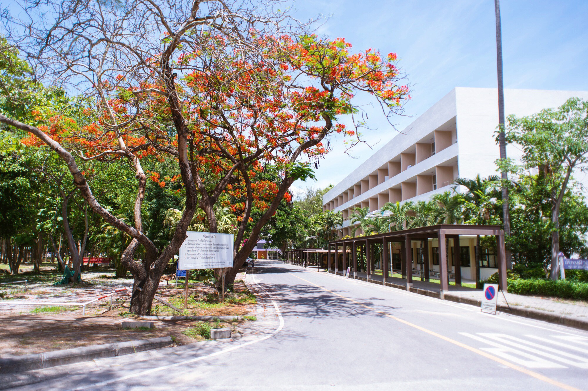泰国北部最美的大学校园,成网红景点后,需要买票且只能乘车游览