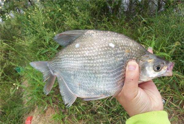 釣鯿魚選擇魚線,魚鉤,釣竿的方法,愛釣魚你的別錯過