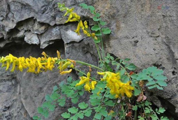 此物生于岩石之上,采摘格外艰难,是珍贵"石生黄堇",价值上百