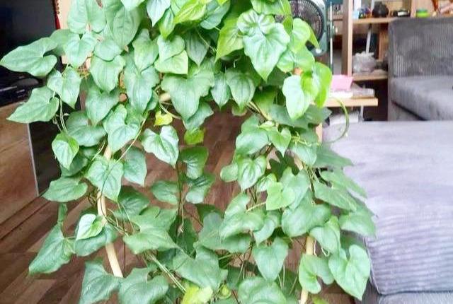 山药吃一段,留一段,扔在花盆里,结出满盆山药豆,串成糖葫芦