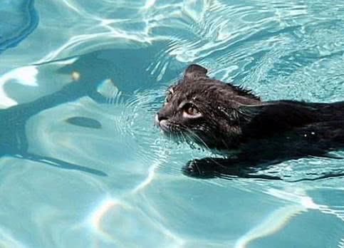 喵星人到底会不会游泳答案当然是肯定的猫咪认真起来可不一般