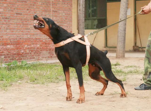 自从养了一只"杜宾犬,噩梦就开始了,看完你还敢养吗?