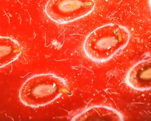 洗过的草莓真的干净吗?老外用200倍显微镜看了一下,你还吃吗