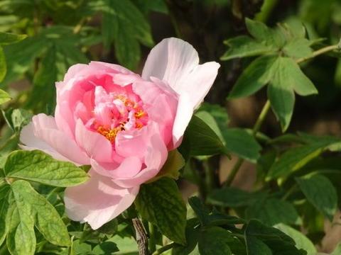 喜欢赏花,不如养盆“牡丹名品”春红娇艳,似红粉女子|春红|红粉|名品_新浪新闻