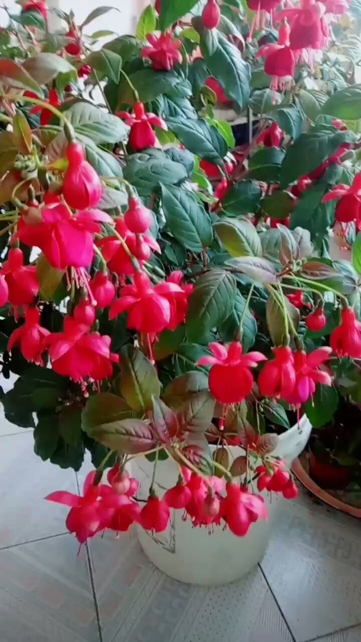 家里养盆灯笼花纳福招好运红红火火真喜庆