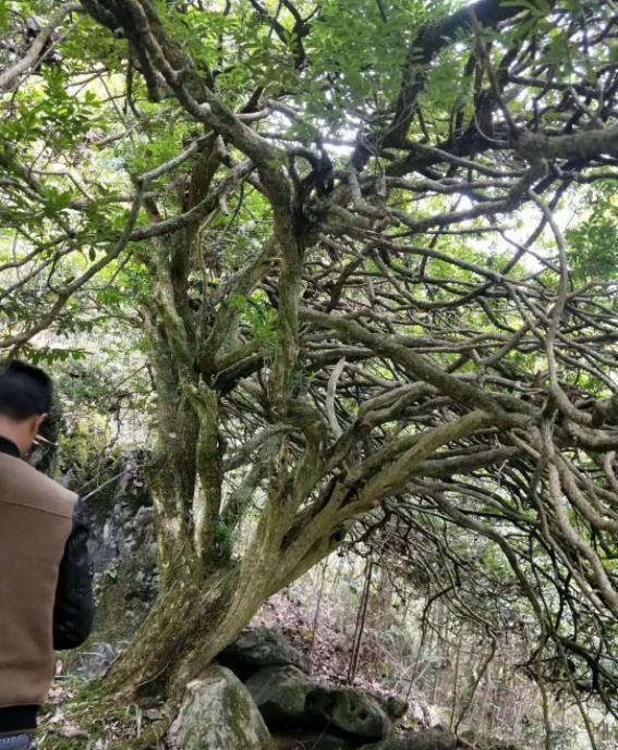 这棵黄杨树生长了百年它不仅是一棵珍稀的树见证了历史长河