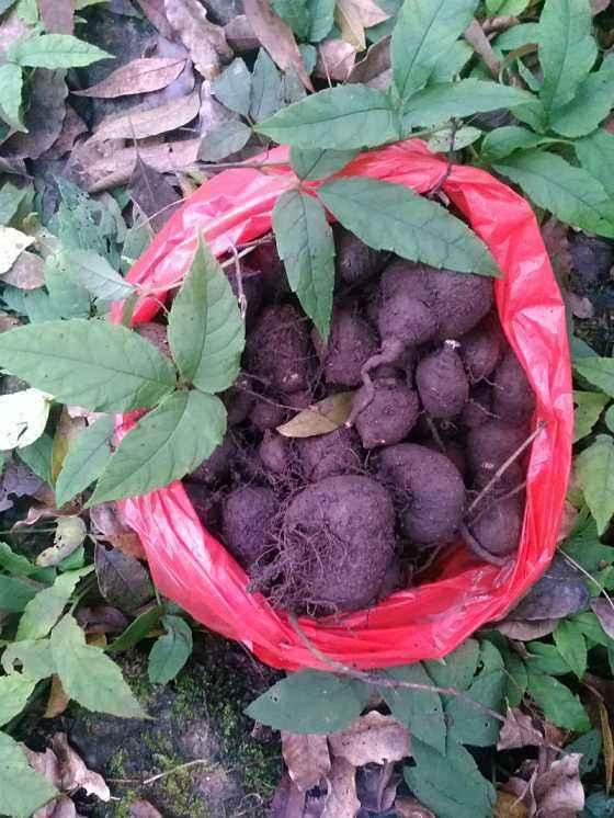 这野生植物长相奇怪,根茎黑乎乎像老鼠,价值还不低