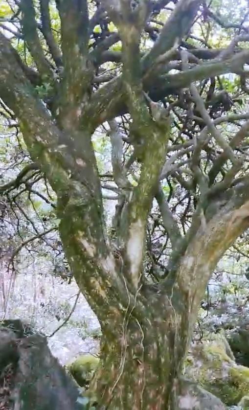 这棵黄杨树生长了百年它不仅是一棵珍稀的树见证了历史长河