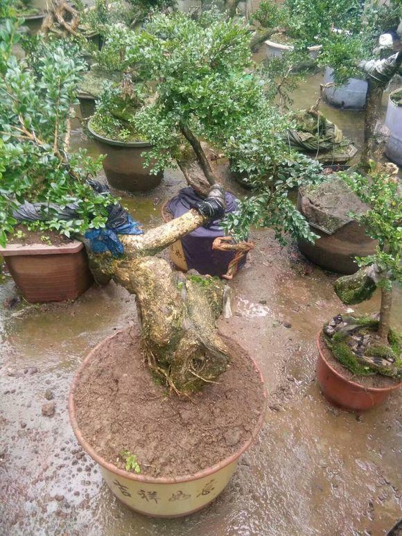 这棵黄杨树生长了百年它不仅是一棵珍稀的树见证了历史长河