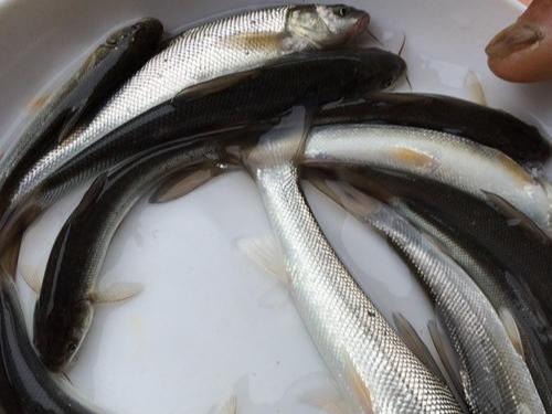 引入我国16年棒棒鱼现今侵入河流肉质适合烧烤却鲜为人知