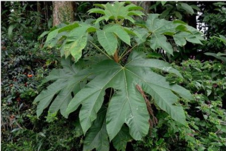 通脱木应该如何去辨别?