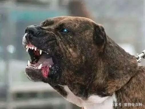 世界上最可怕的狗是哪种狗?为什么?