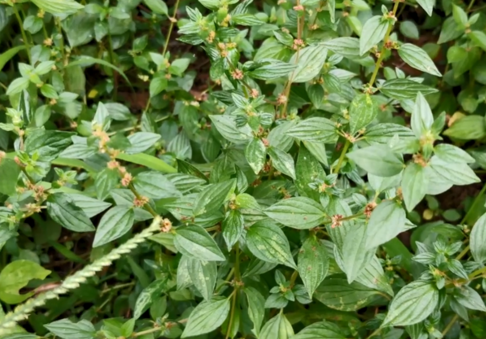 常生长在墙角边每节枝干都长一颗糯米团却有健脾消食之效