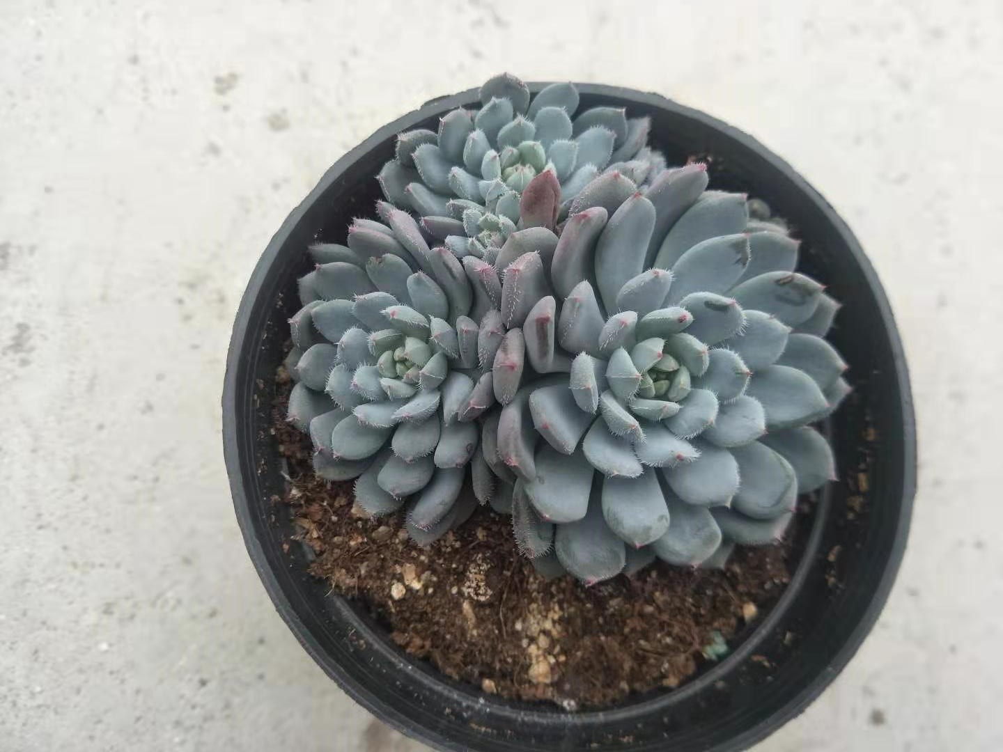 4种带"白霜"的多肉,视觉感完全不同,你喜欢这种朦胧美吗?