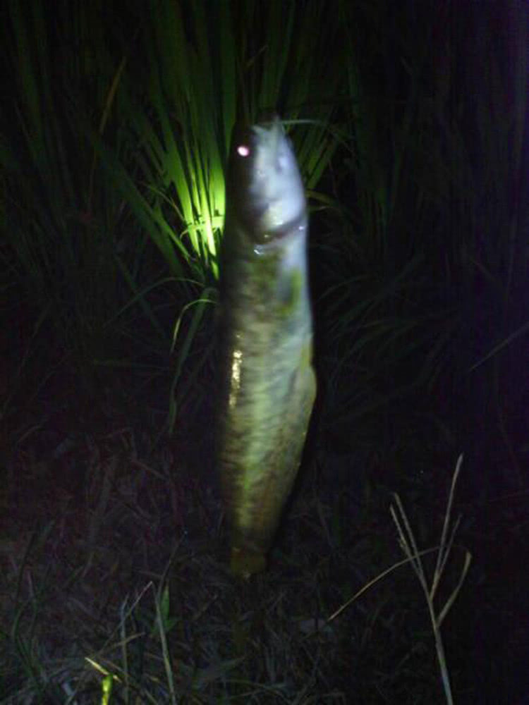 秋季夜钓鲶鱼是全年最好季节,我从5个方面把经验分享给钓友__财经头条