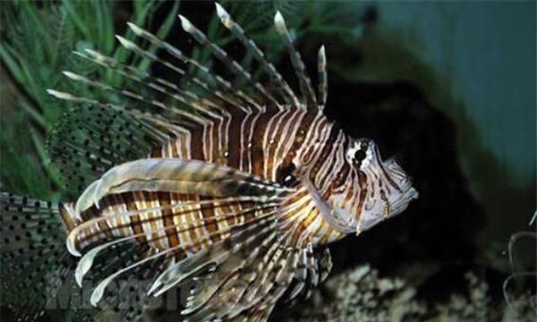 上鯛 深海魚 - 最高の花の画像