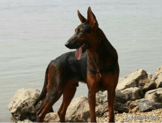 最爱养的五种中华田园犬，四眼铁包金很罕见，第三种有钱也买不到|铁包金|田园|土狗_新浪新闻