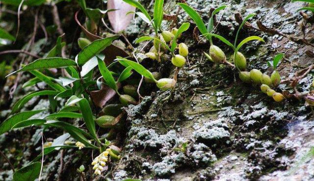 它与"仙桃"有一拼,野生价值百元,遇见要重视,一般人没这运气|石仙桃