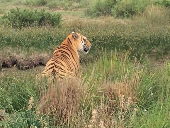 老虎趴在河边发呆突然猛地跳了进去,出来后竟叼着这东西?太贼了