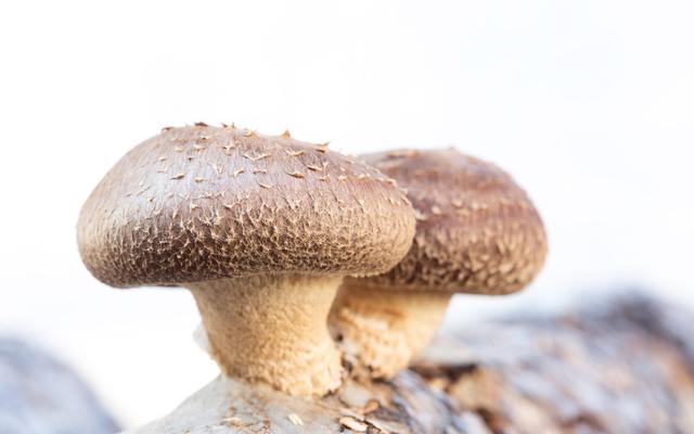 香菇接完菌后该怎样管理?这份巨细无遗的管理手册请收下