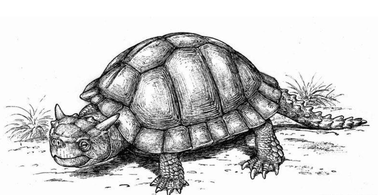 中国四大神兽玄武曾在澳洲出现却在300年内被人类吃的精光