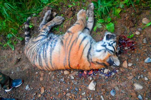 男子郊外看到大量老虎尸体,惨不忍赌 了解后得知有钱人任性