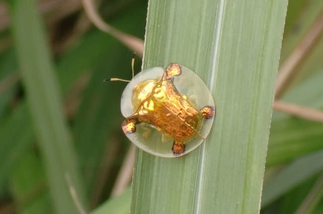 土豪|虫|甲虫_新浪新闻