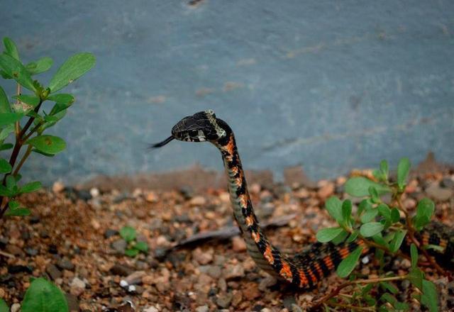农村神秘的"鸡冠蛇",各地都有关于它的传说,但没人真正见过