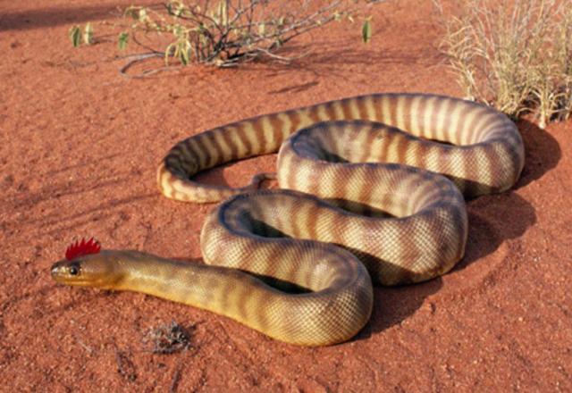 农村神秘的"鸡冠蛇",各地都有关于它的传说,但没人真正见过