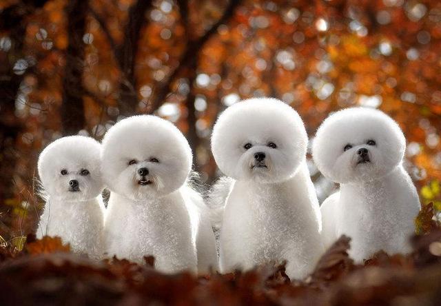 世界10大最可爱的狗,博美犬和泰迪犬上榜,你最喜欢哪个?