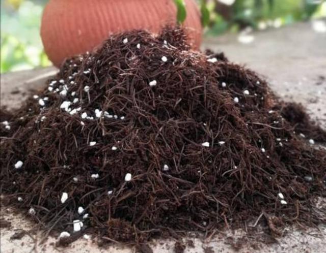 山上的松针,做成养花土,要注意这几个细节,不然容易招虫子