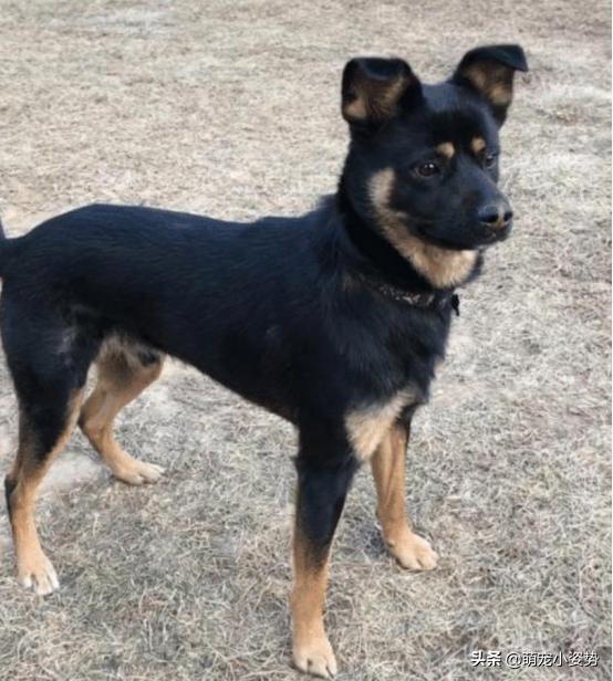 最爱养的五种中华田园犬，四眼铁包金很罕见，第三种有钱也买不到|铁包金|田园|土狗_新浪新闻