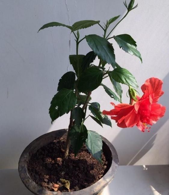 家里养扶桑花不吉利吗(在家养扶桑花在风水上有讲究吗)