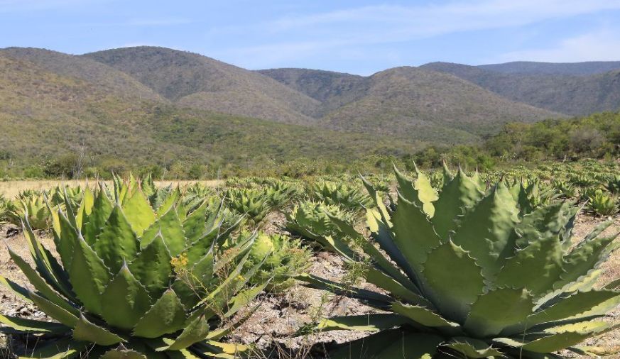 龙舌兰酒为什么能卖这么贵看看它的原材料8年才熟一次