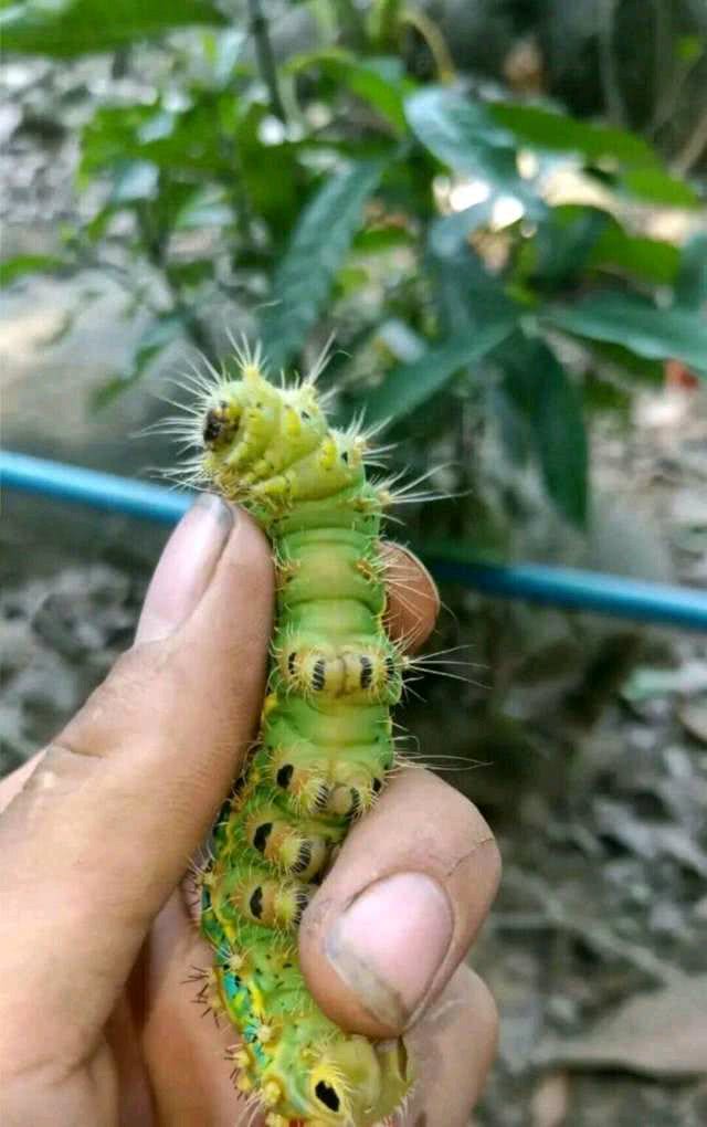 看幼虫洋辣子是一副萌态,如果你靠近点仔细看,身上绿油油的,带刺一样