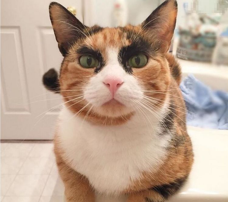 猫咪长了一对奇特眉毛,主人不敢和它对视,总感觉在批评自己