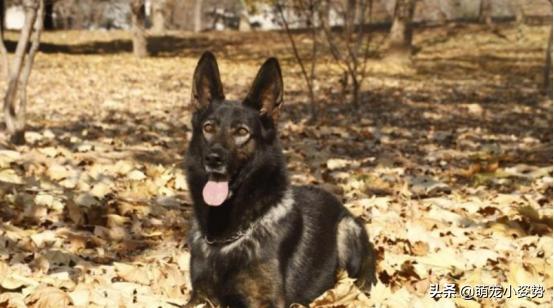 最爱养的五种中华田园犬，四眼铁包金很罕见，第三种有钱也买不到