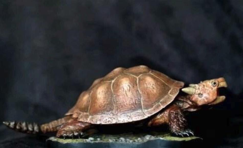 中国四大神兽玄武,曾在澳洲出现,却在300年内被人类吃的精光|玄武|龟